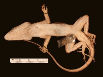 Media type: image;   Herpetology R-10624